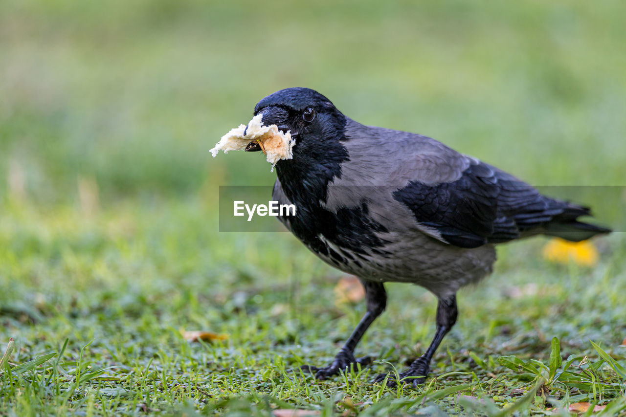 Close-up of a bird on field