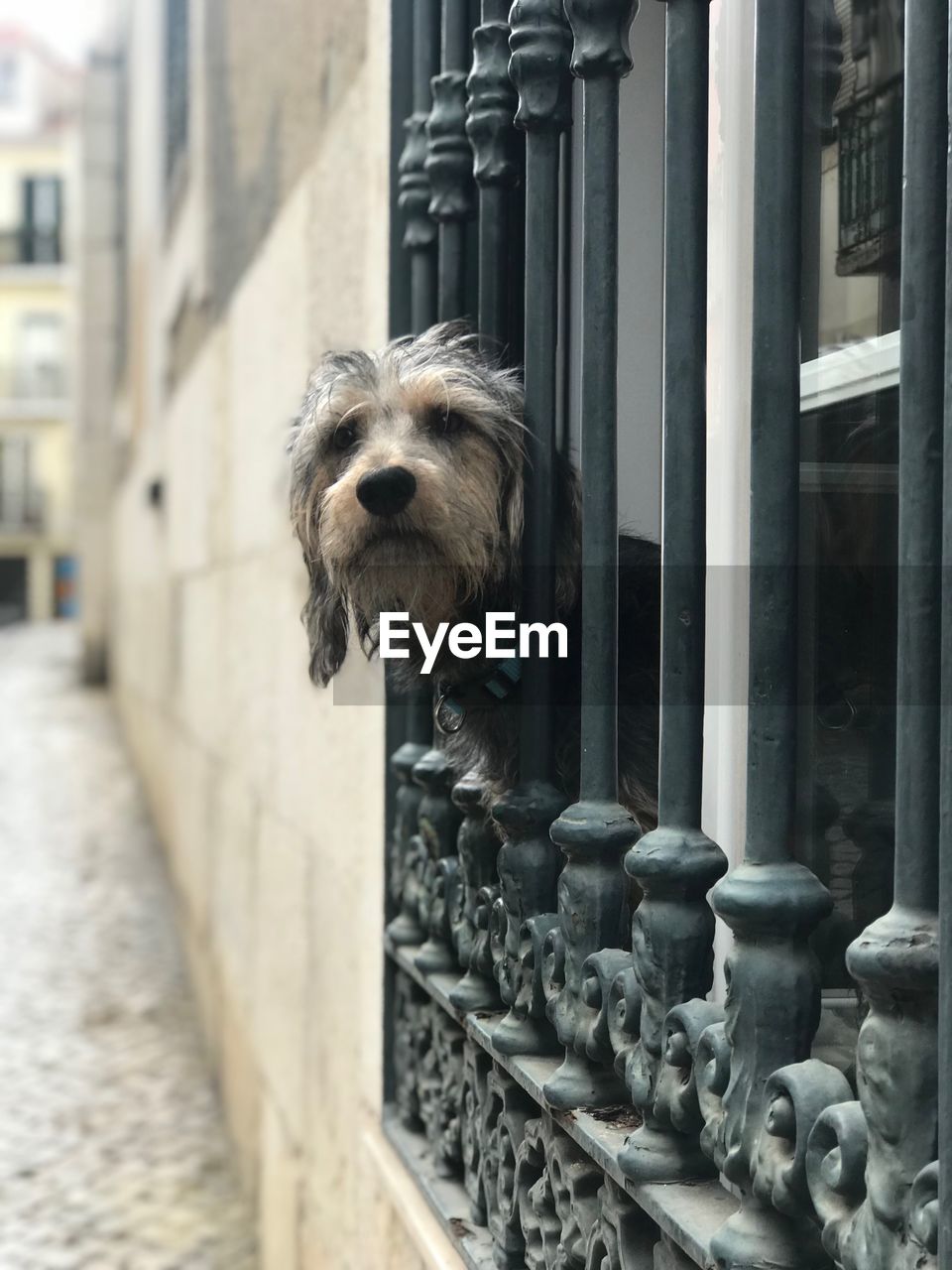 Portrait of dog looking through railing