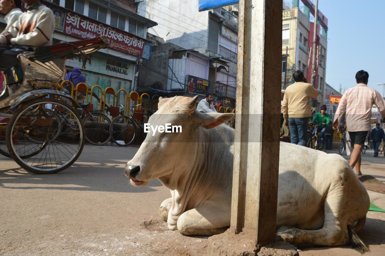 Cow resting on street against buildings