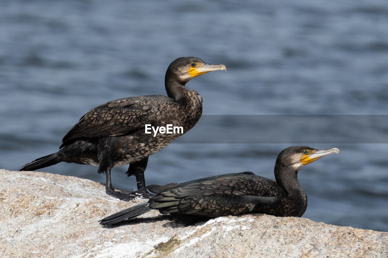 CLOSE-UP OF BIRDS PERCHING ON A BIRD