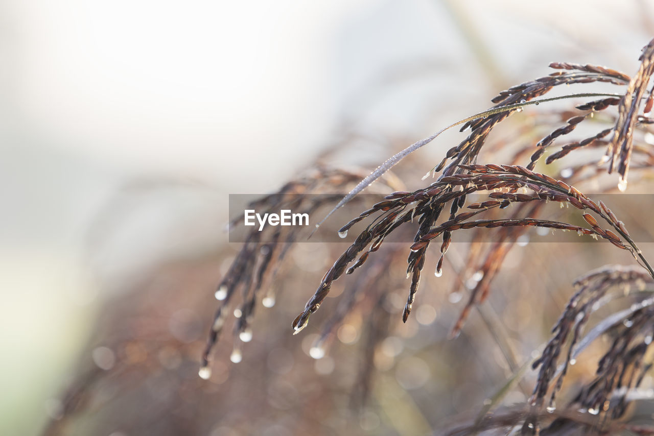 close-up of plant growing outdoors