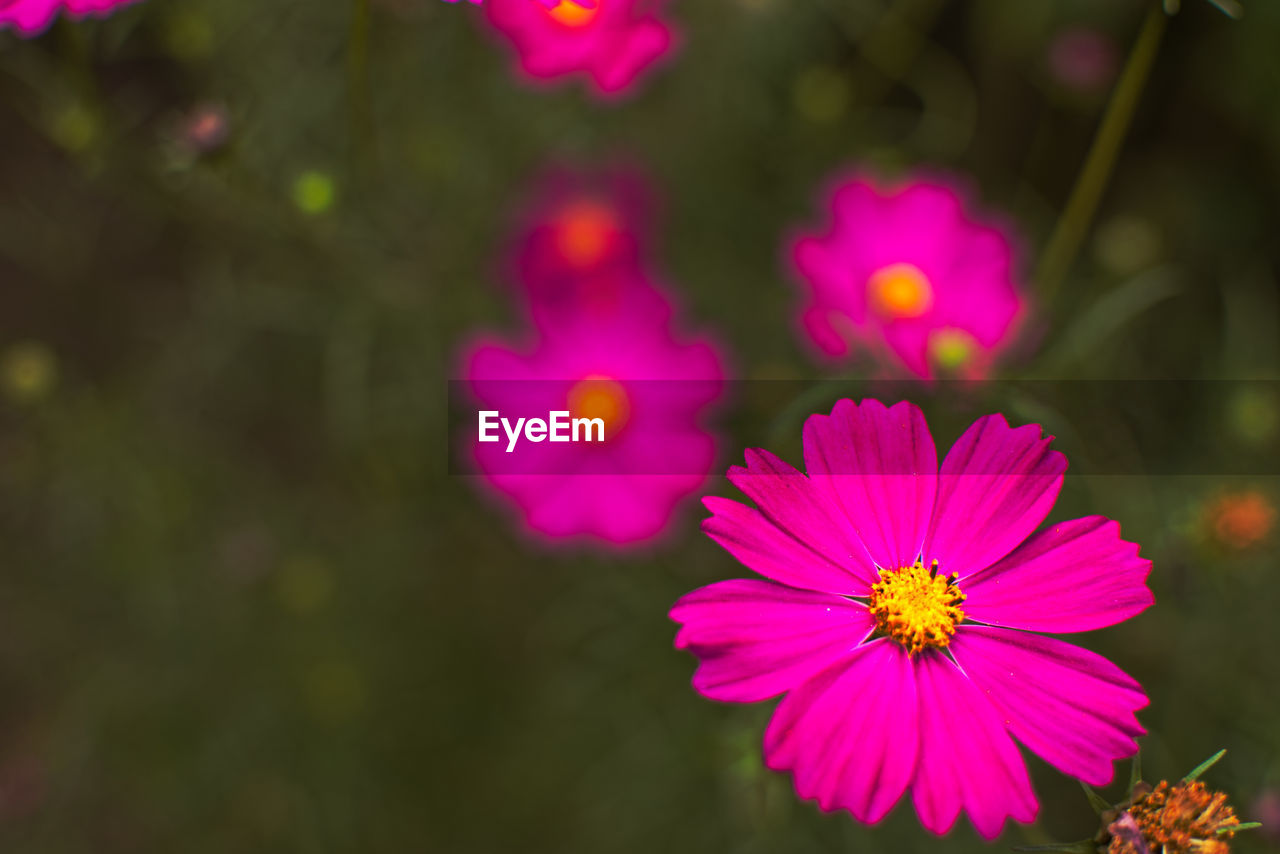 Close-up of pink cosmos flower