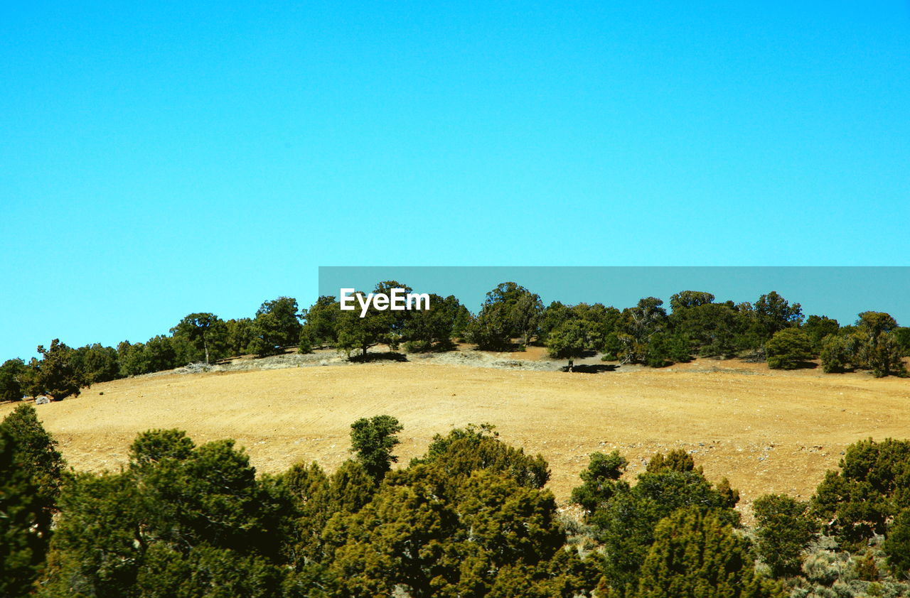 Trees on landscape against clear blue sky