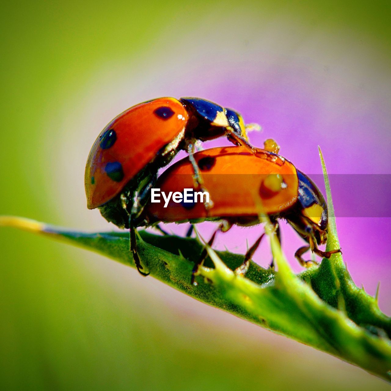 CLOSE-UP OF LADYBUG ON GREEN PLANT