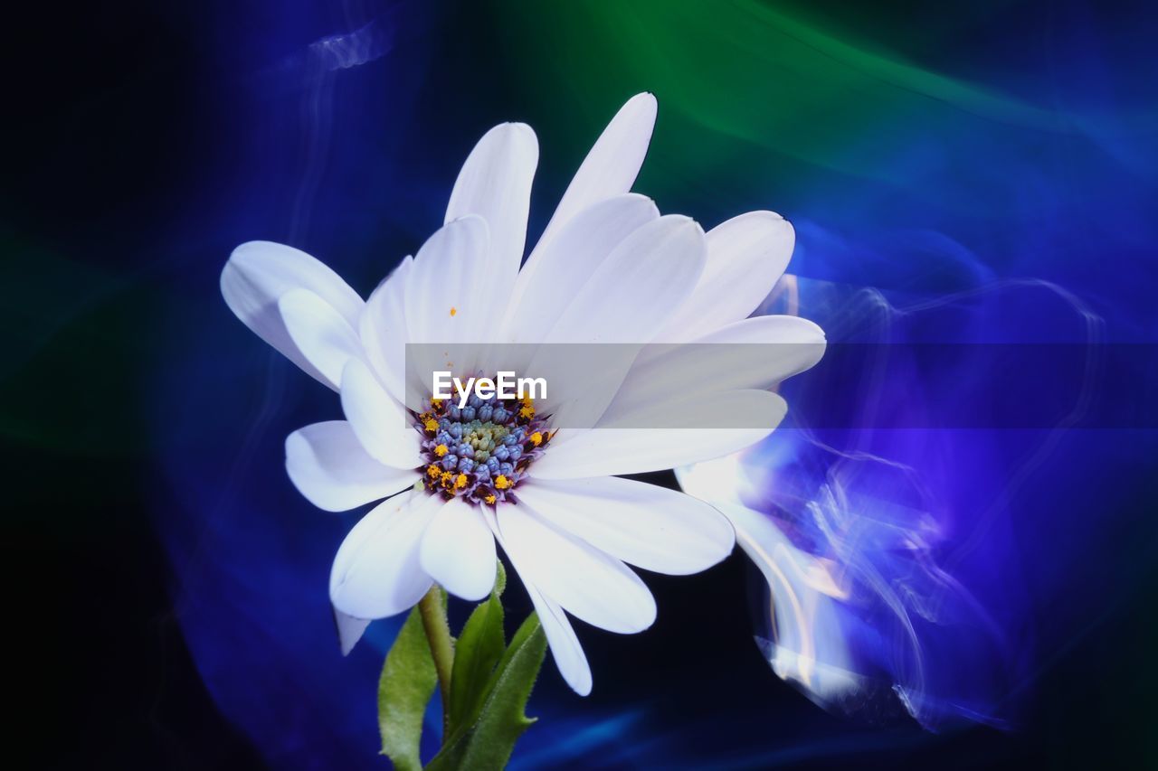 Close-up of white flower against blue sky