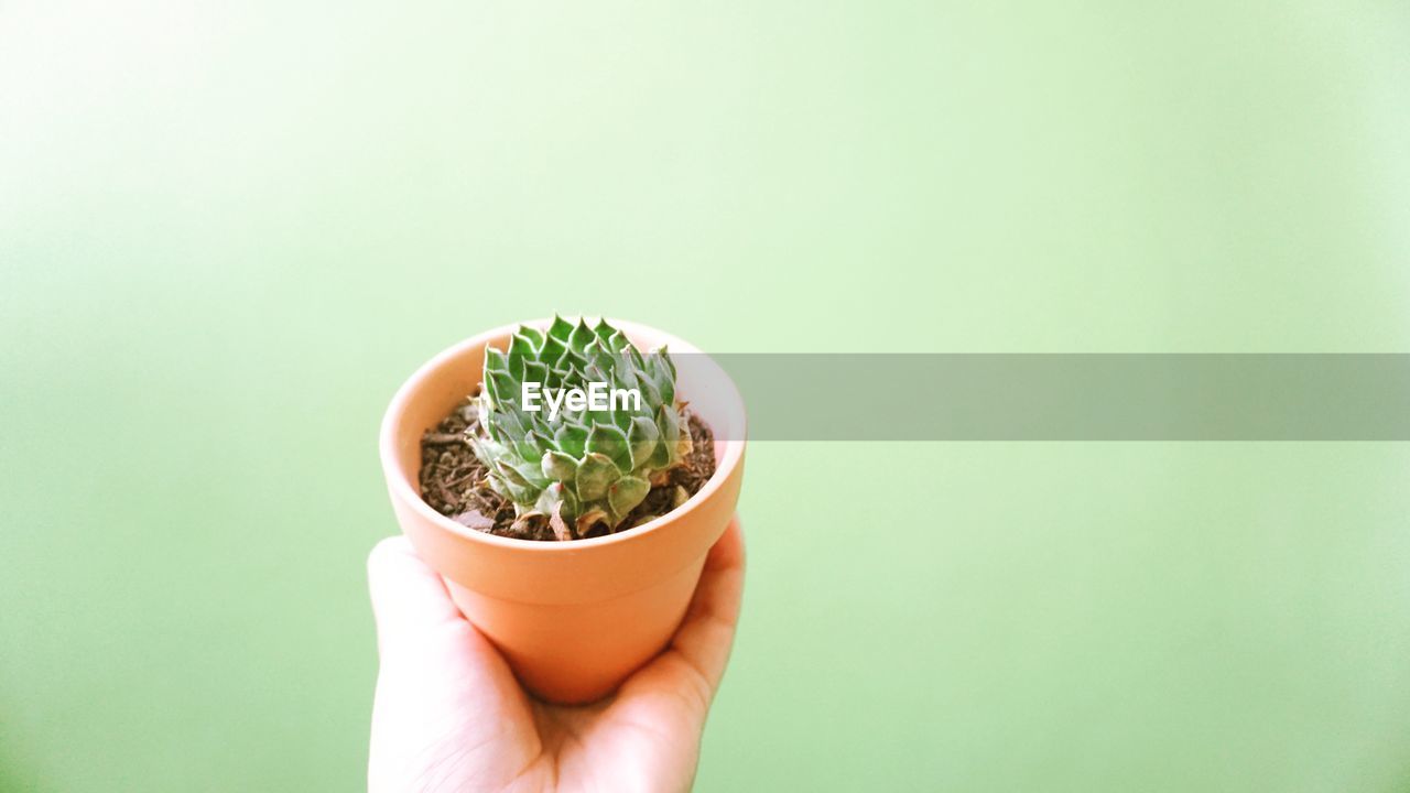 Close-up of hand holding small potted plant against green background