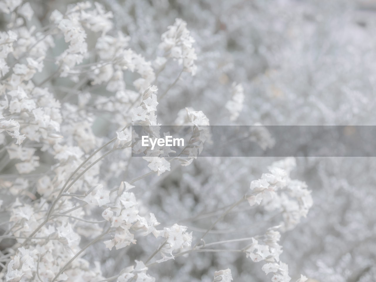 CLOSE-UP OF CHERRY BLOSSOMS IN WINTER