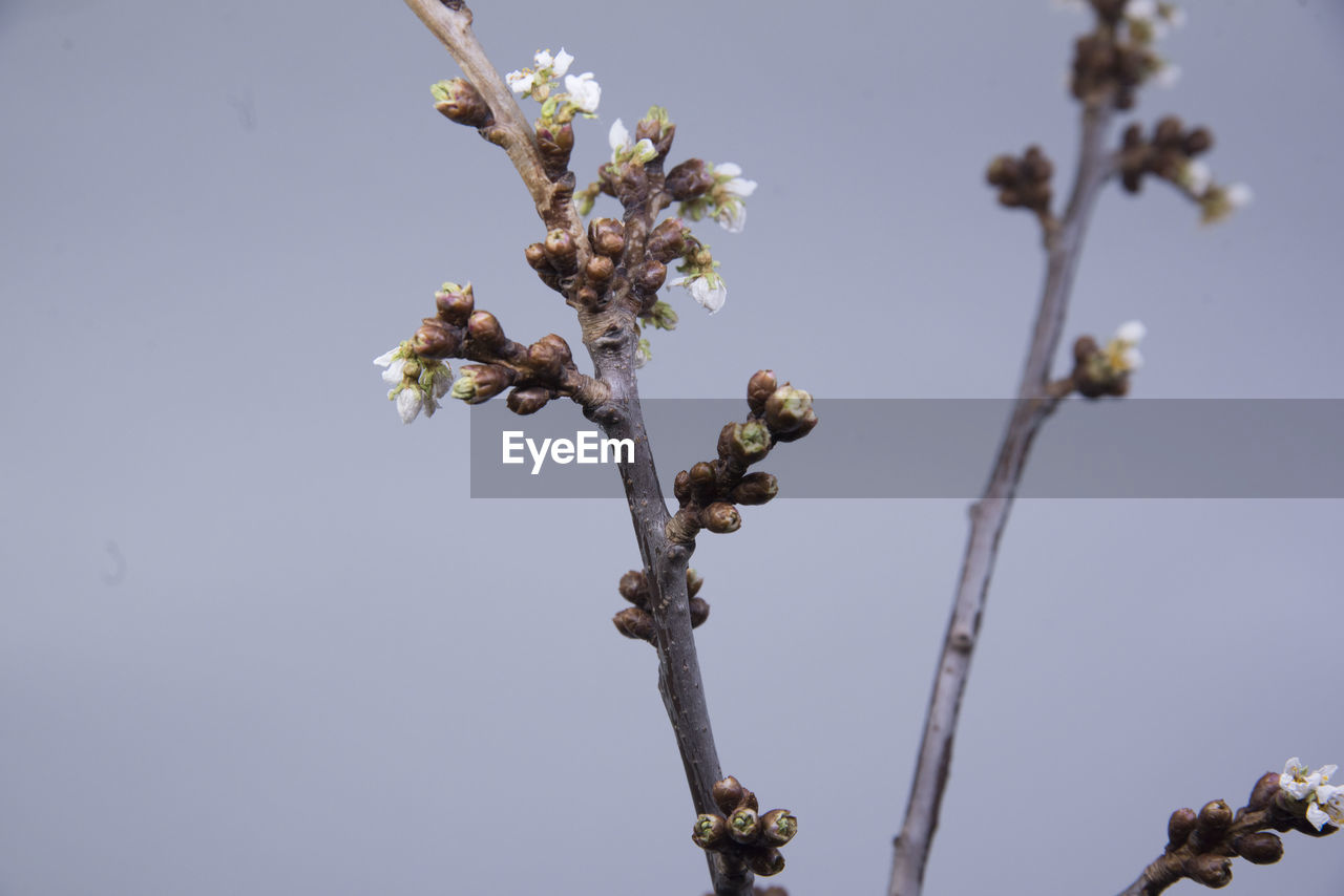 plant, flower, twig, spring, flowering plant, tree, nature, growth, branch, beauty in nature, blossom, fragility, plant stem, no people, freshness, sky, macro photography, day, produce, outdoors, low angle view, close-up, springtime, clear sky, focus on foreground, leaf, botany, food, fruit