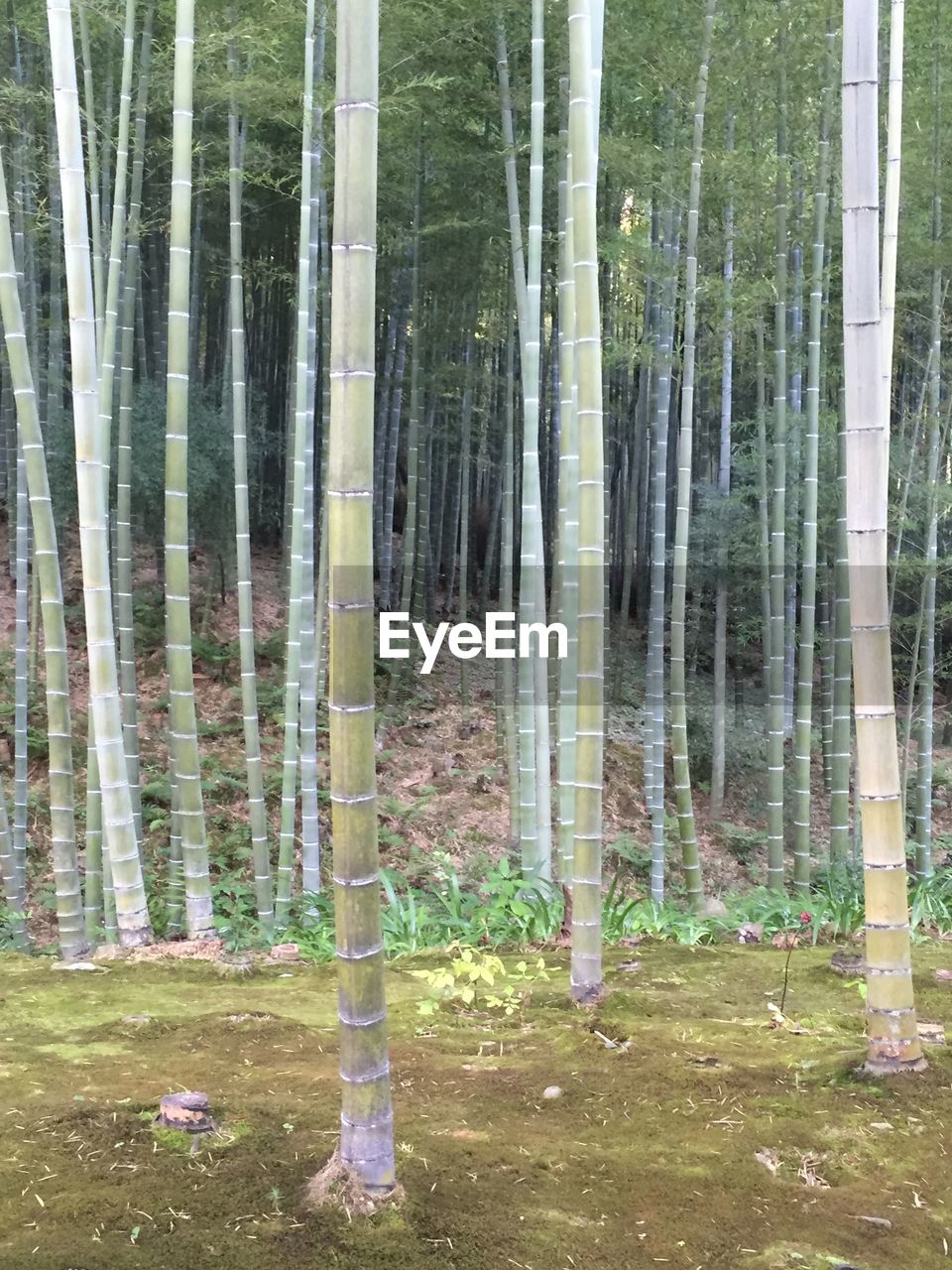 VIEW OF TREES IN FOREST