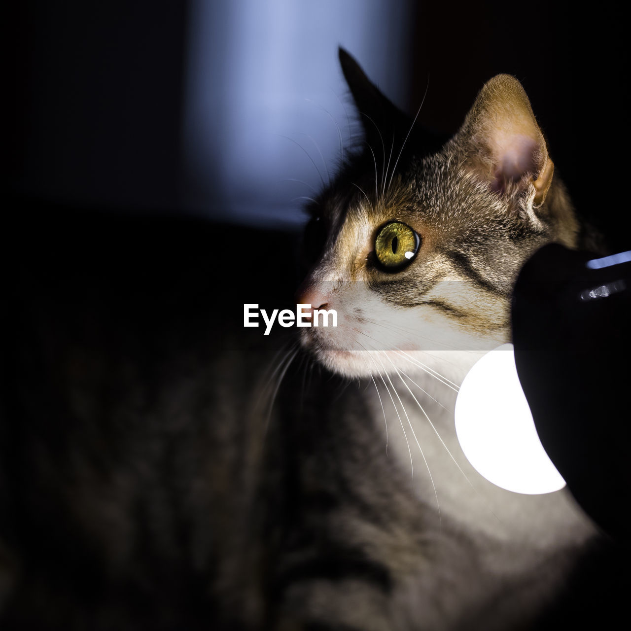 Close-up of cat near illuminated lamp