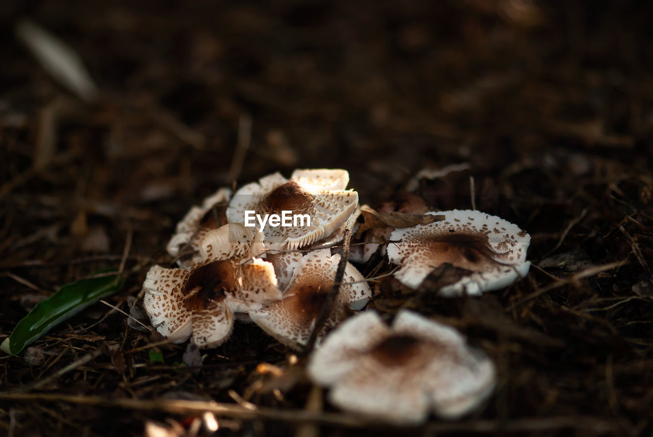 CLOSE-UP OF MUSHROOMS ON FIELD