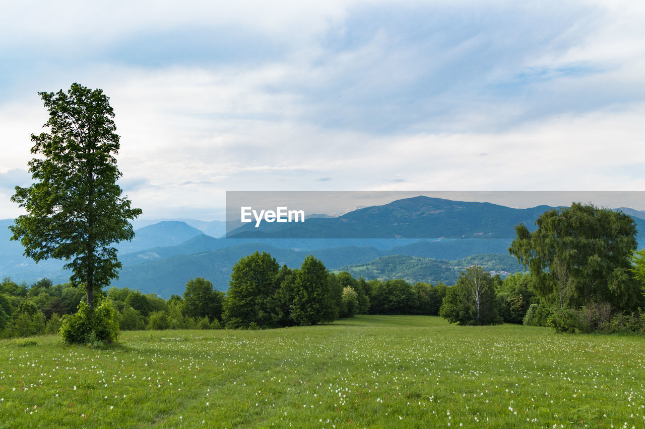 Scenic view of field against sky