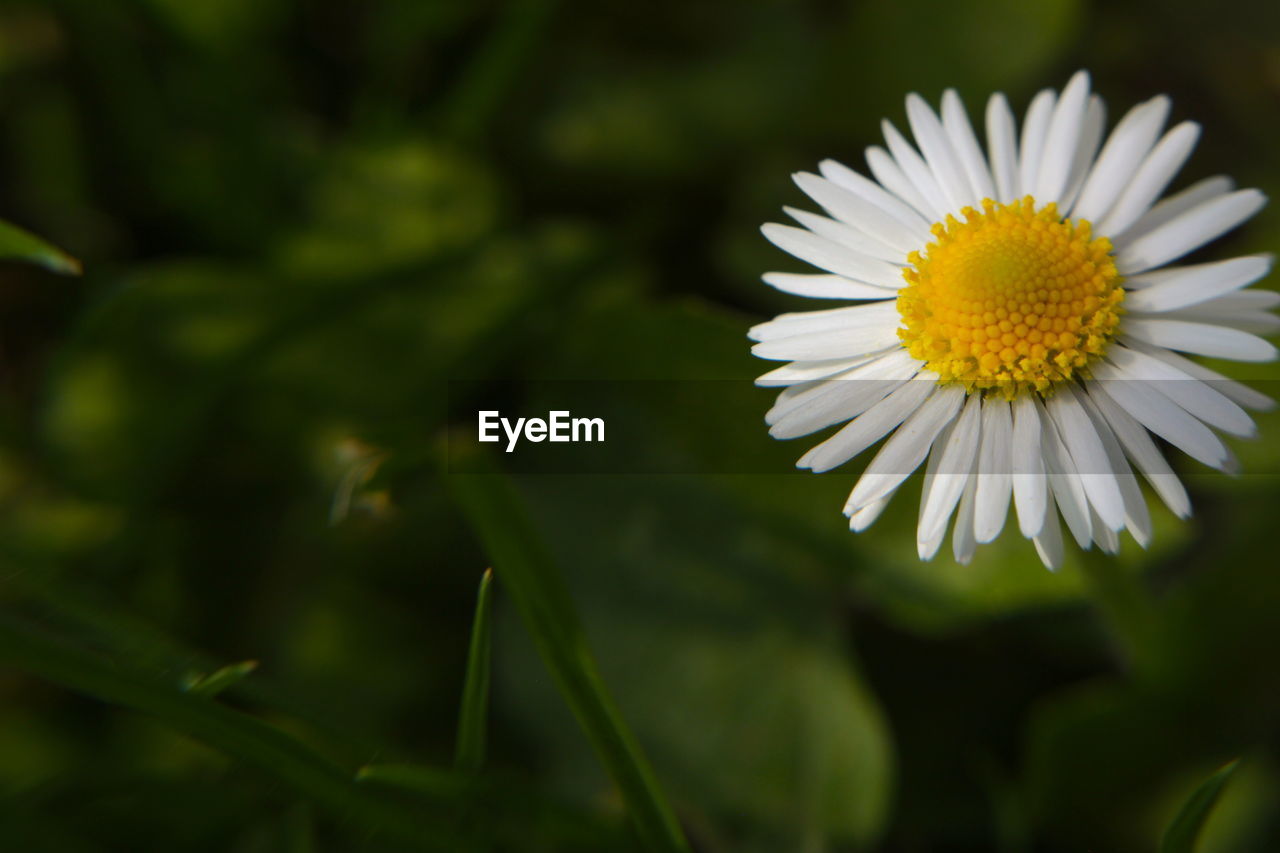 CLOSE-UP OF WHITE DAISY FLOWERS