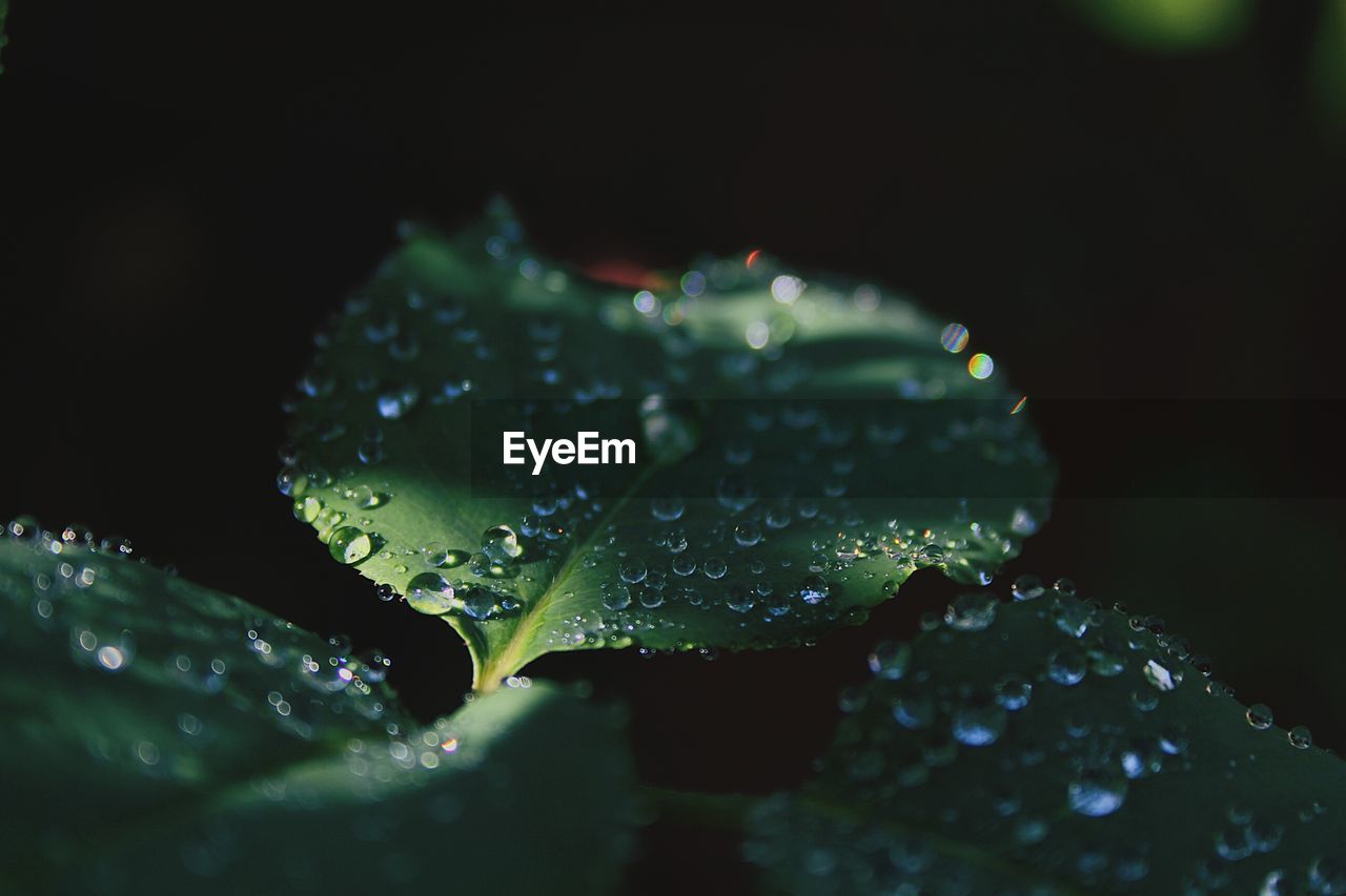 Water drops on leaves over black background