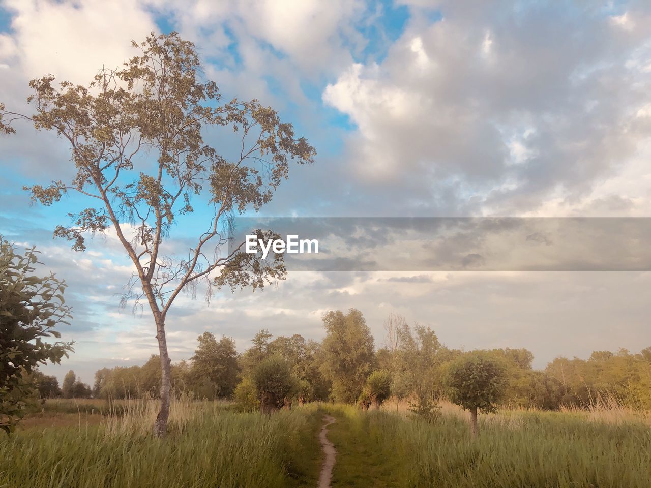 Trees on field against sky