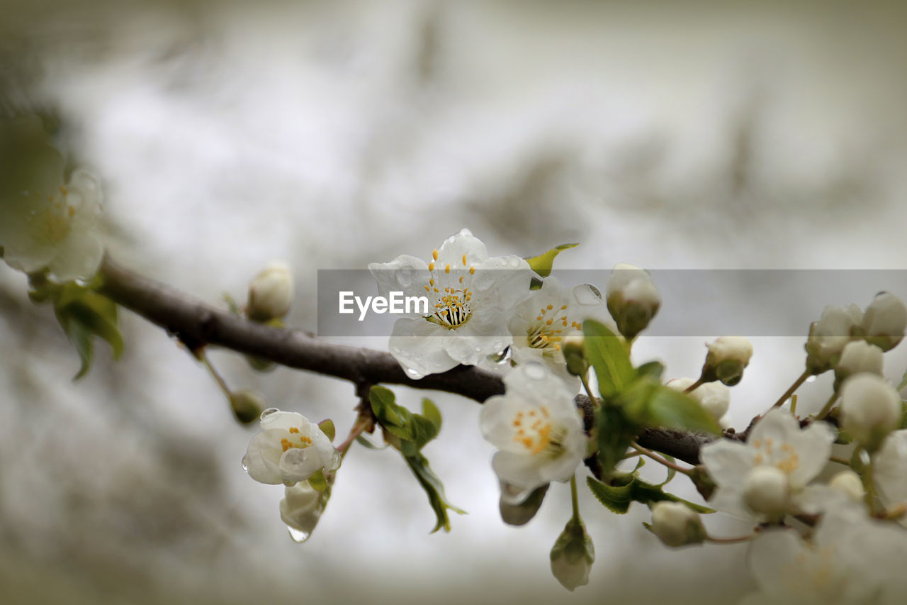 CLOSE-UP OF CHERRY BLOSSOM