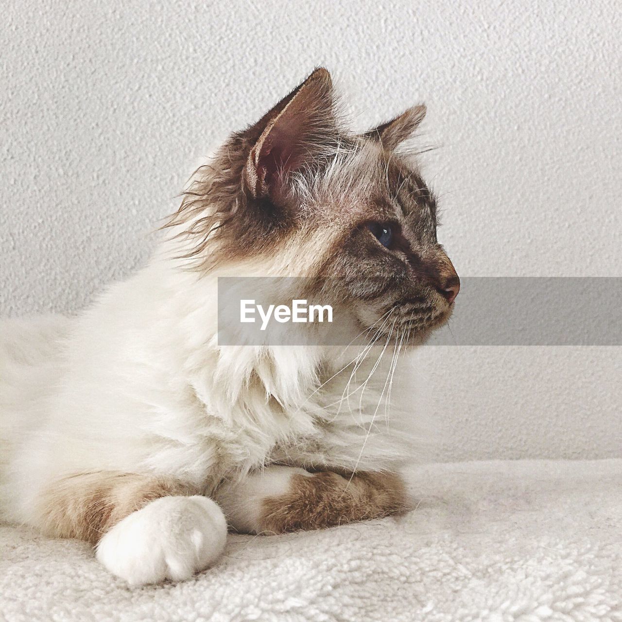 Cat looking away against wall