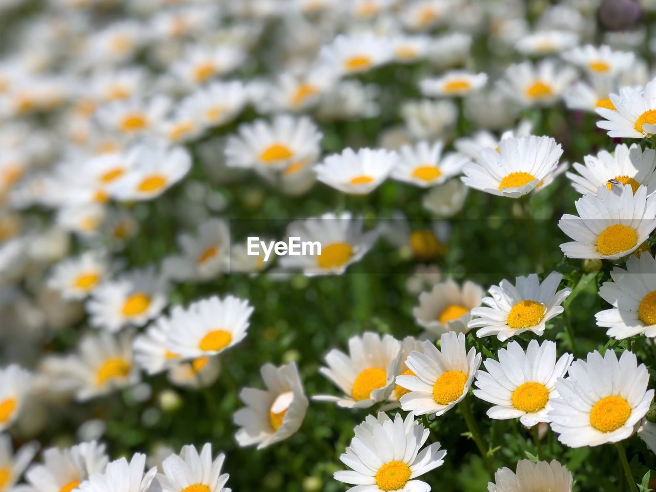 Close-up of white daisy flowers