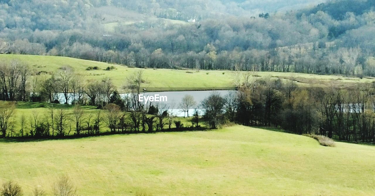 TREES ON GRASSY FIELD