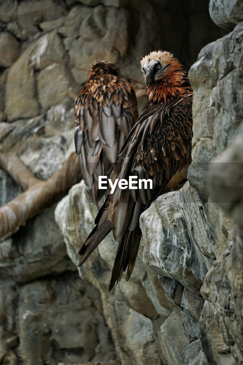 CLOSE UP OF OWL PERCHING ON ROCK