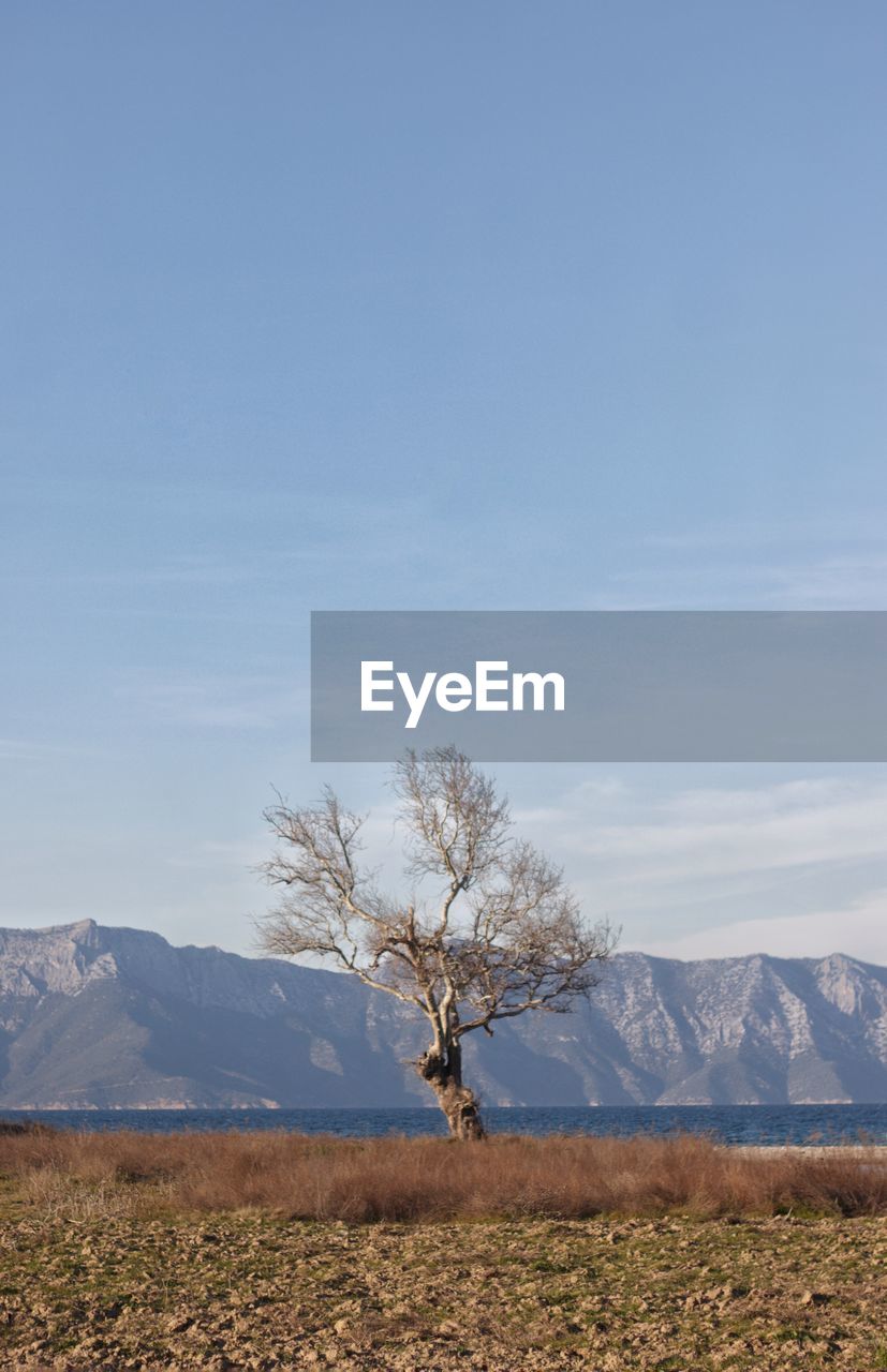 Tree on field by mountain against sky