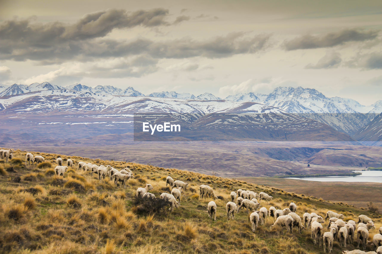 Flock of sheep on mountain during winter