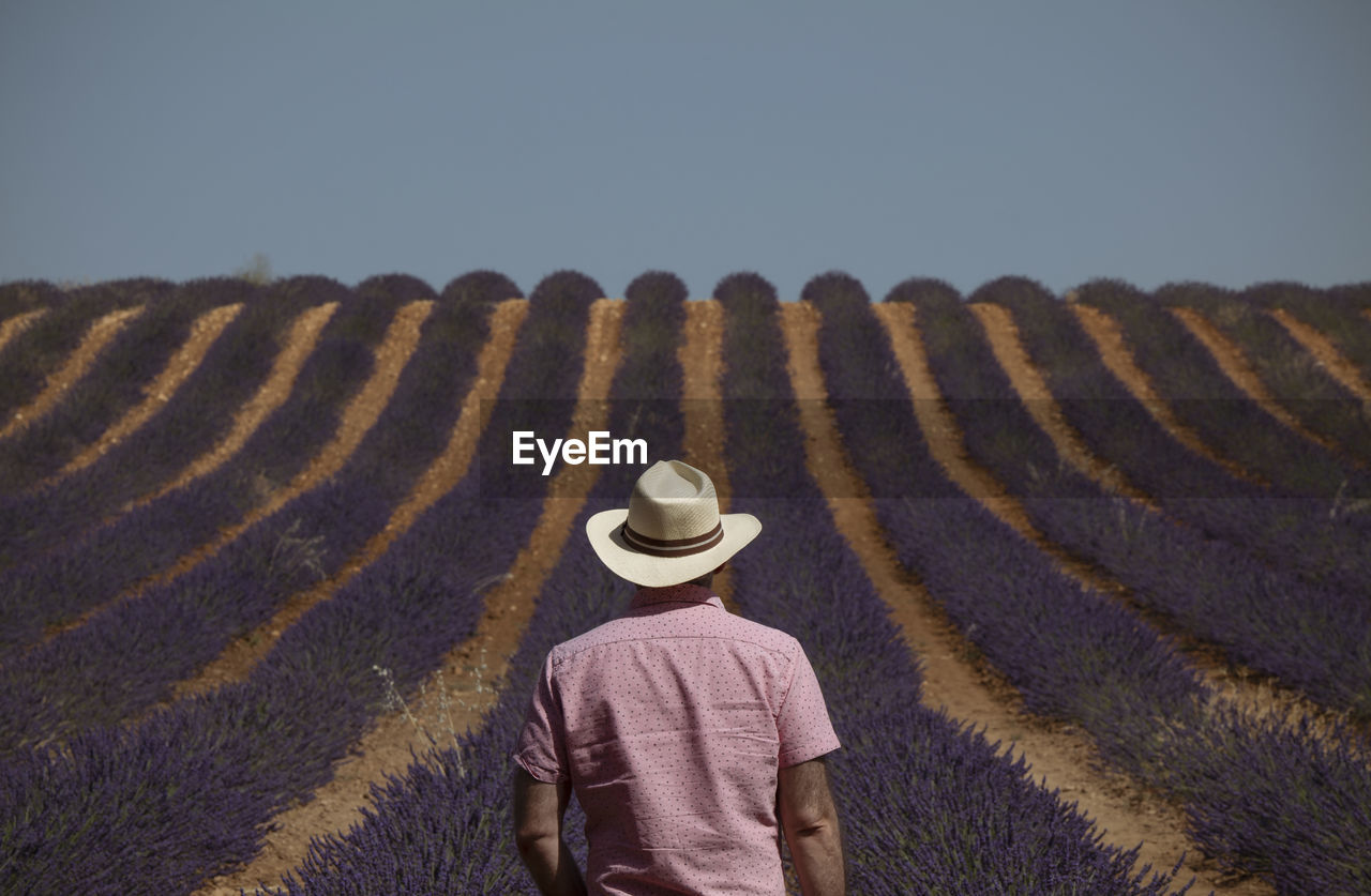 Rear view of adult man in hat on lavender fields. brihuega, spain
