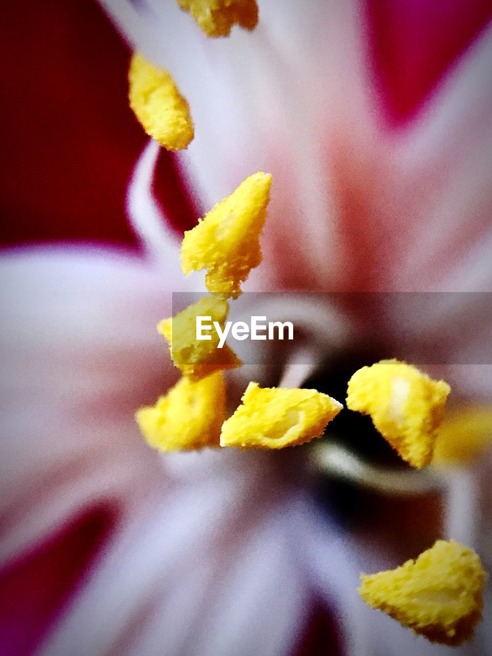 CLOSE-UP OF YELLOW FLOWER BLOOMING IN PARK