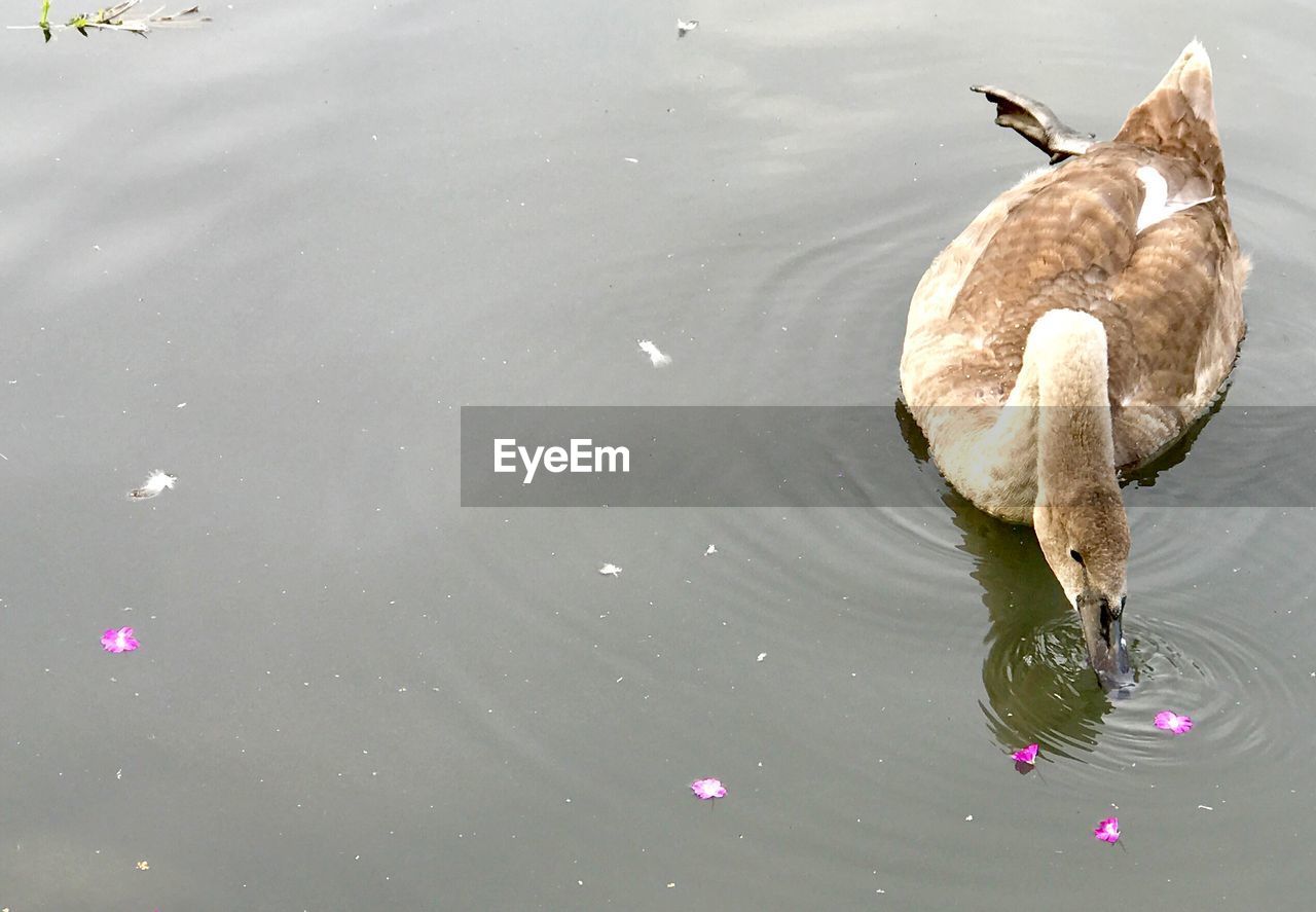 HIGH ANGLE VIEW OF DOG AT WATER