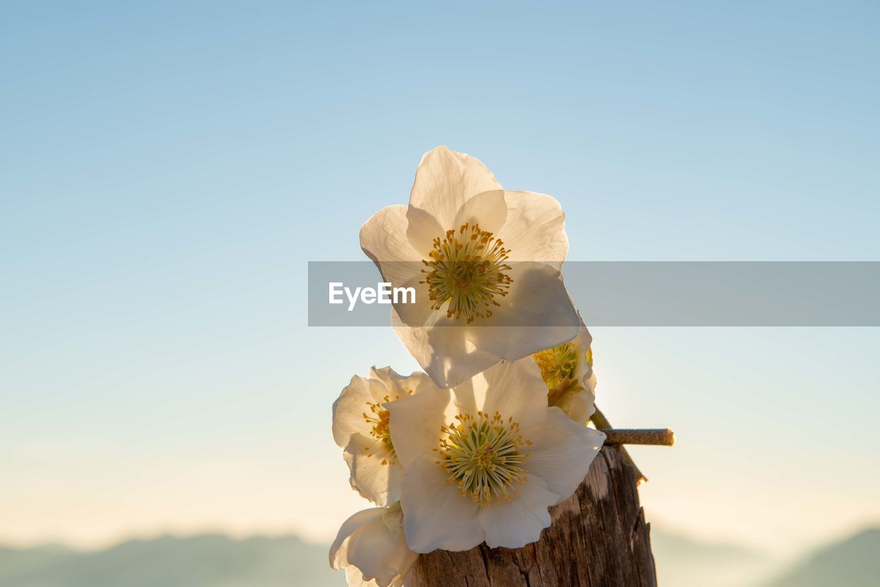 Close-up of white flower against clear sky