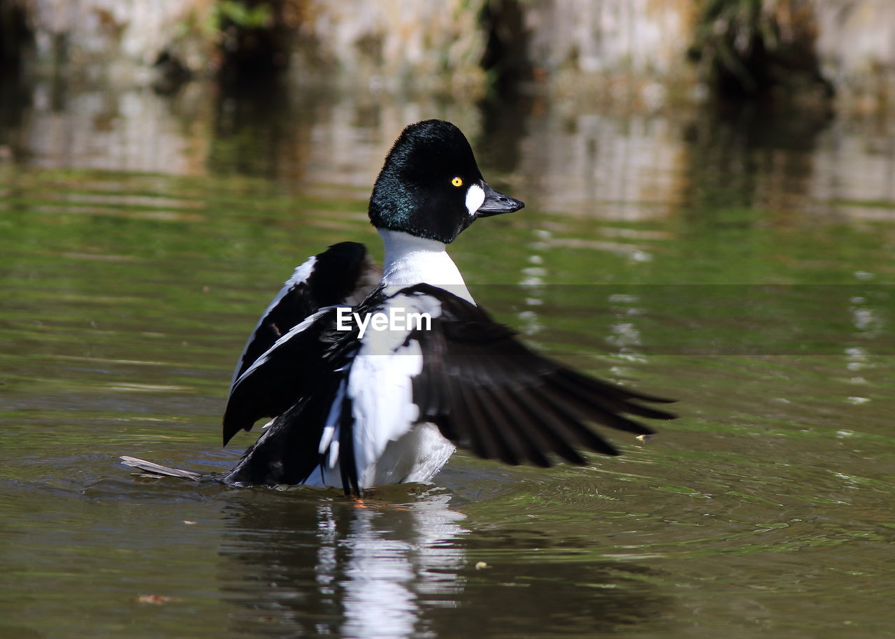 MALLARD DUCK