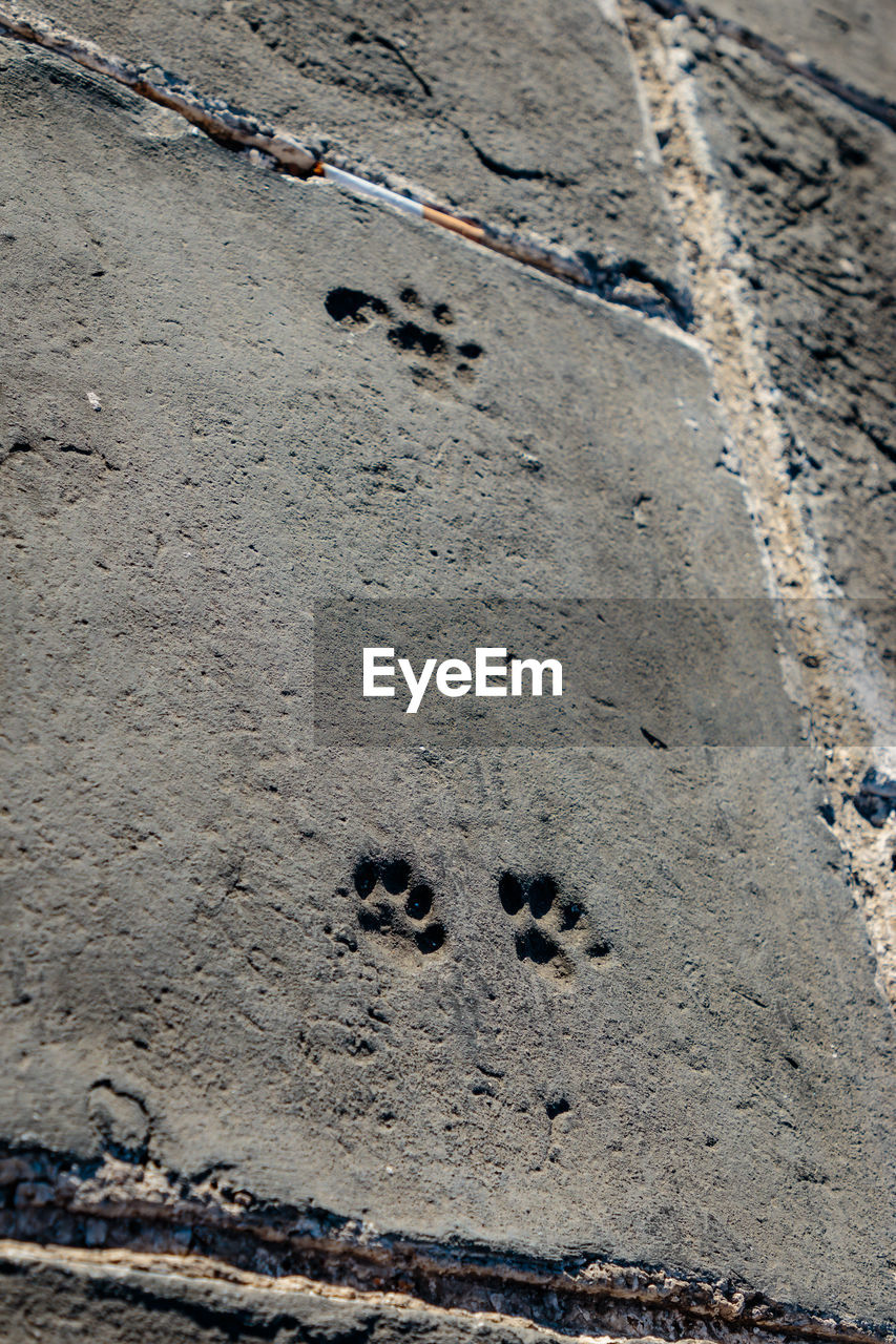 HIGH ANGLE VIEW OF HORSE ON SAND