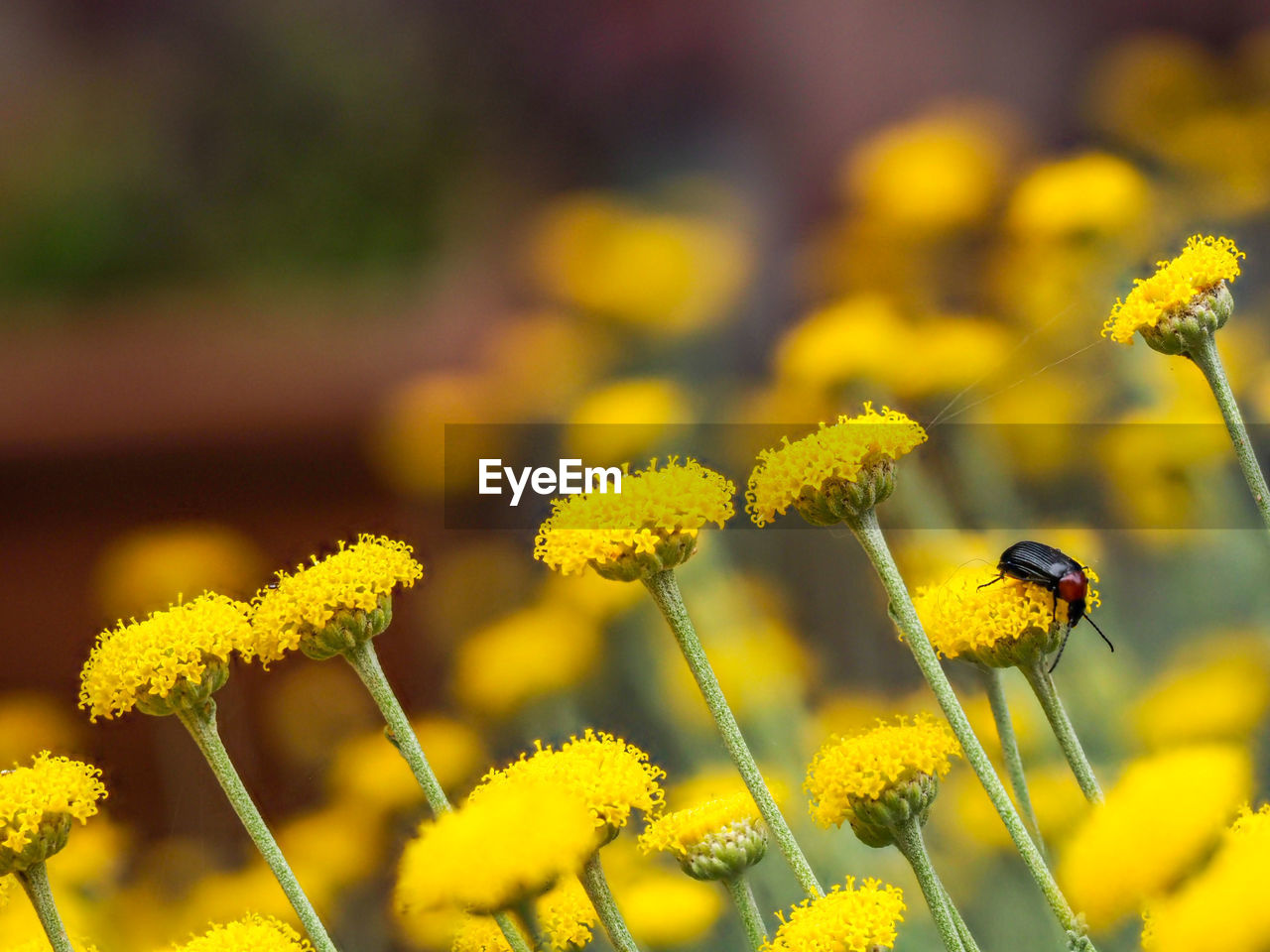 Close-up of insect on yellow flower