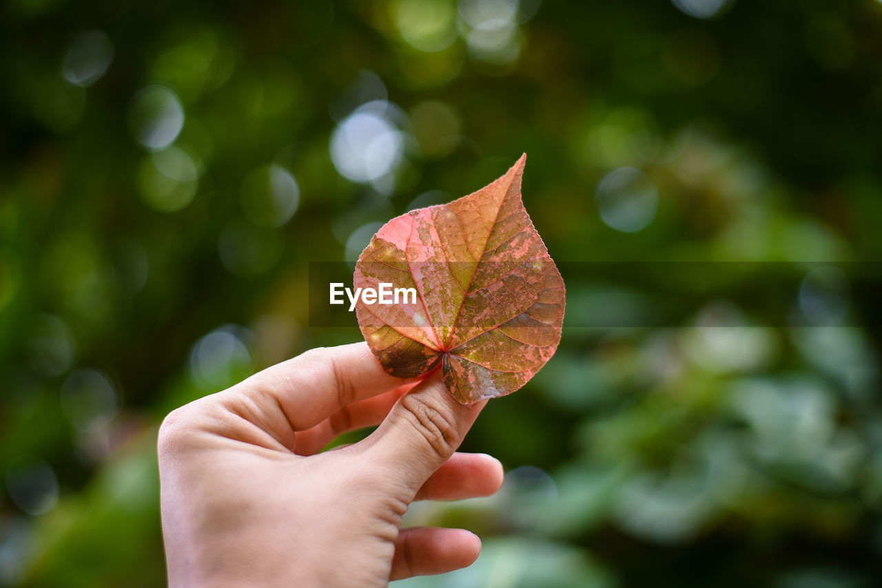 CLOSE-UP OF HAND HOLDING MAPLE LEAVES