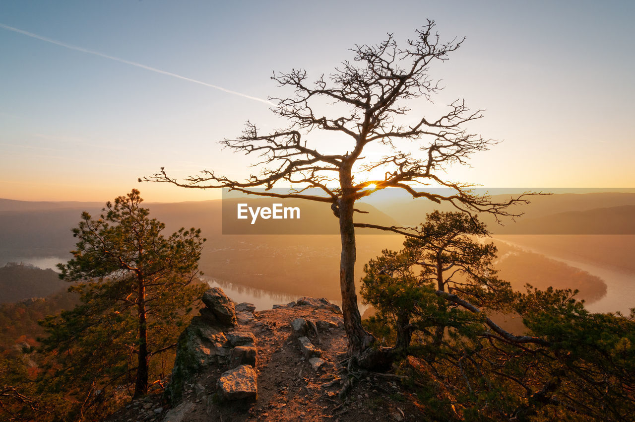 Bare tree against sky during sunset