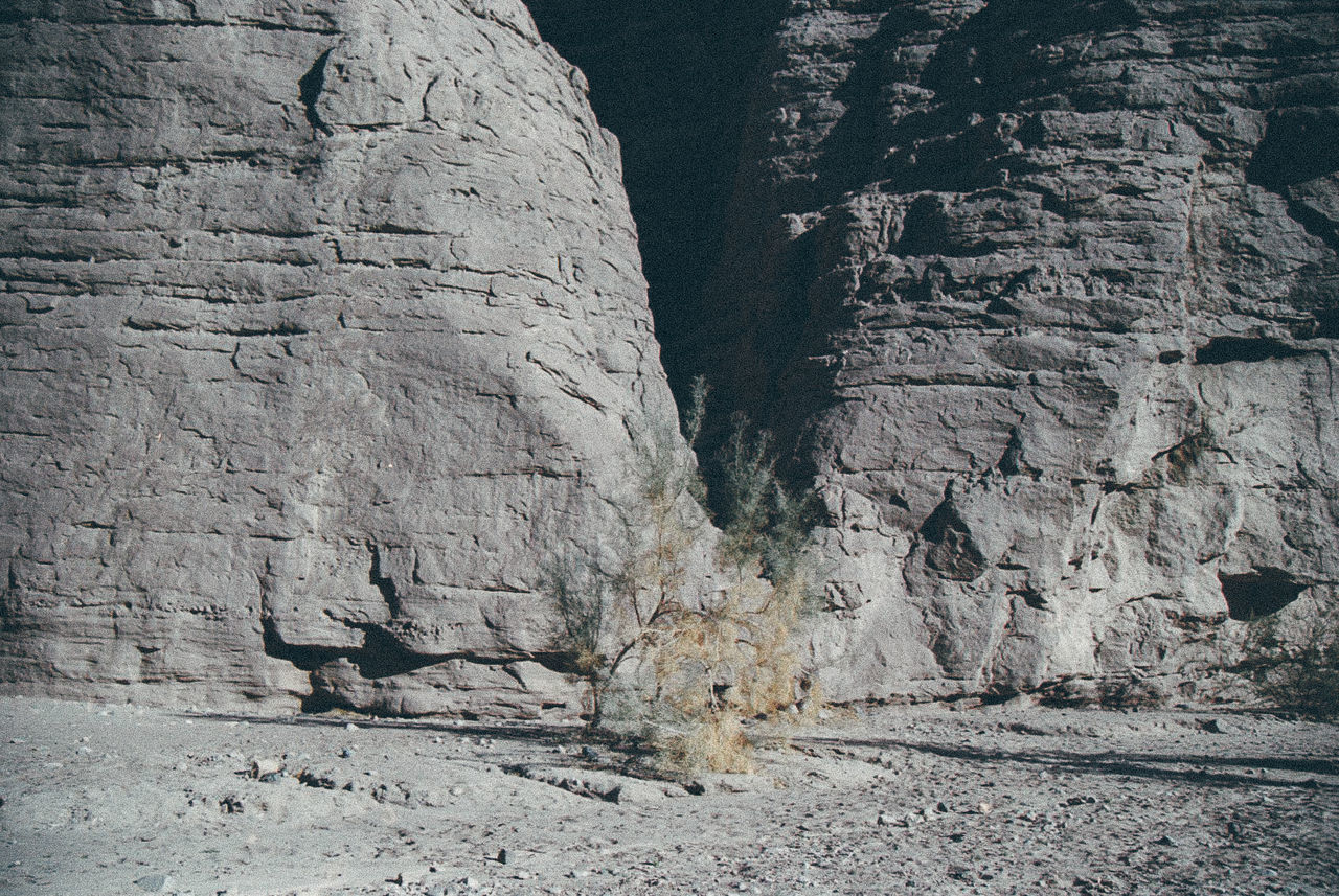 Bare tree on field against rocks