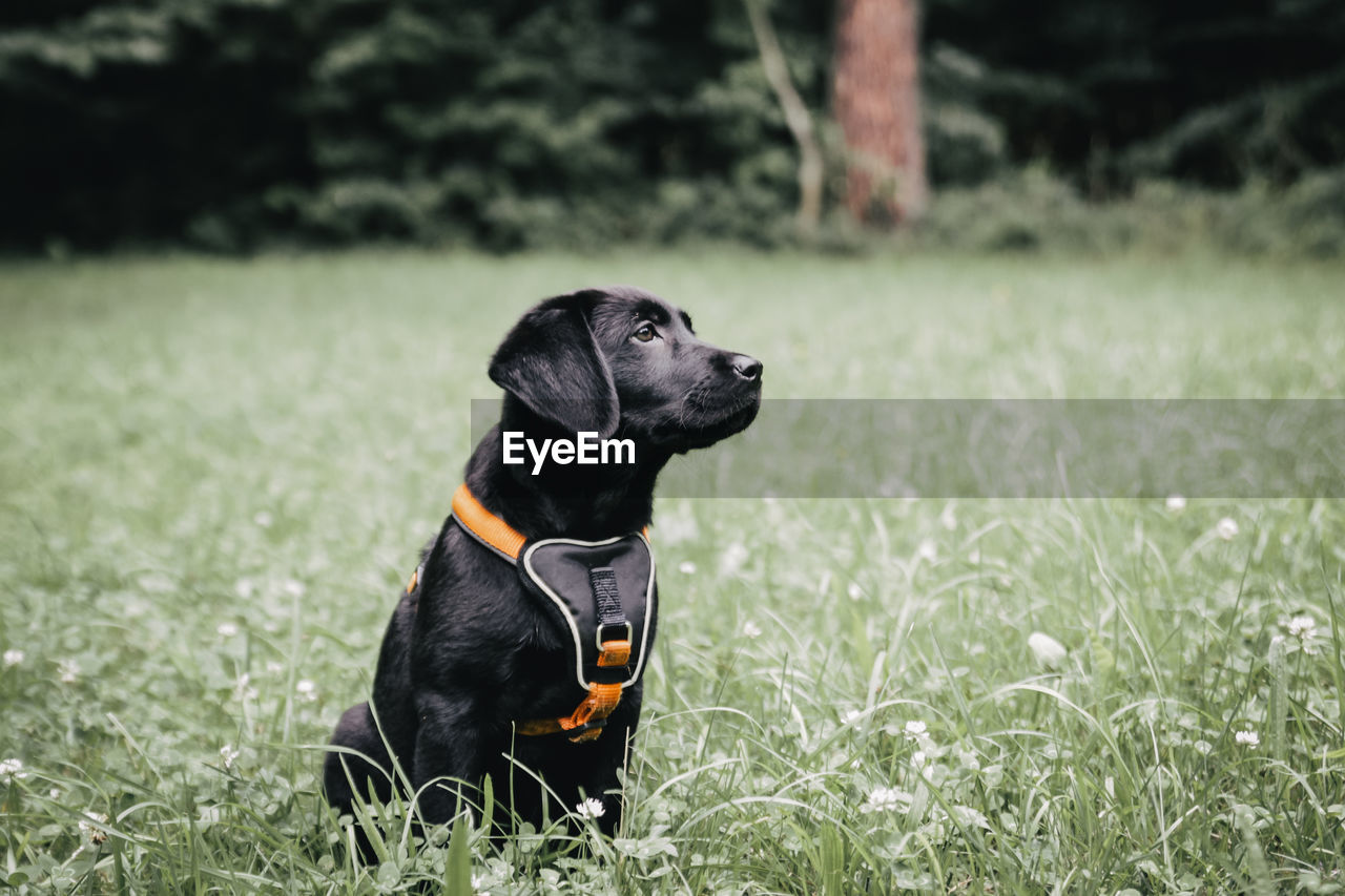 Black dog looking away while sitting on field
