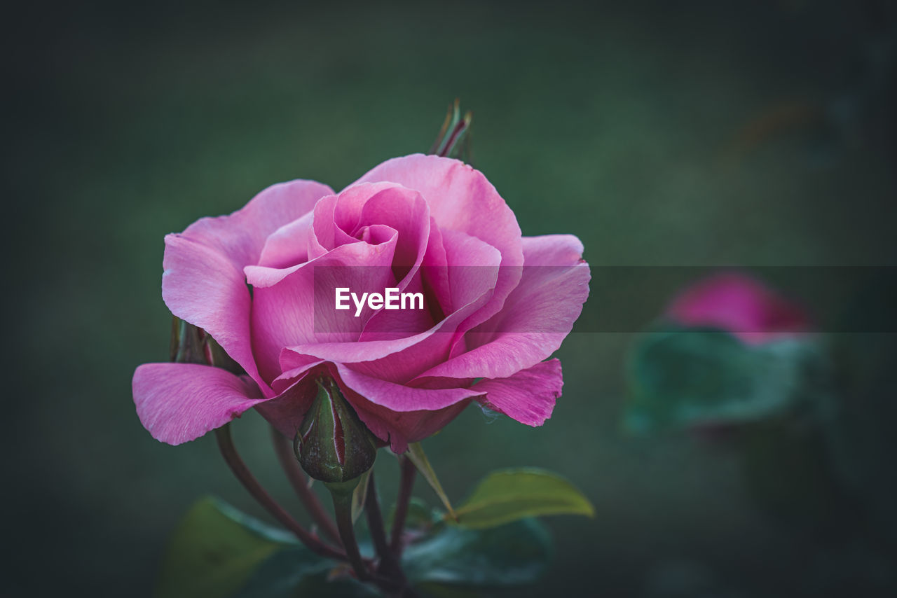 CLOSE-UP OF PINK ROSES