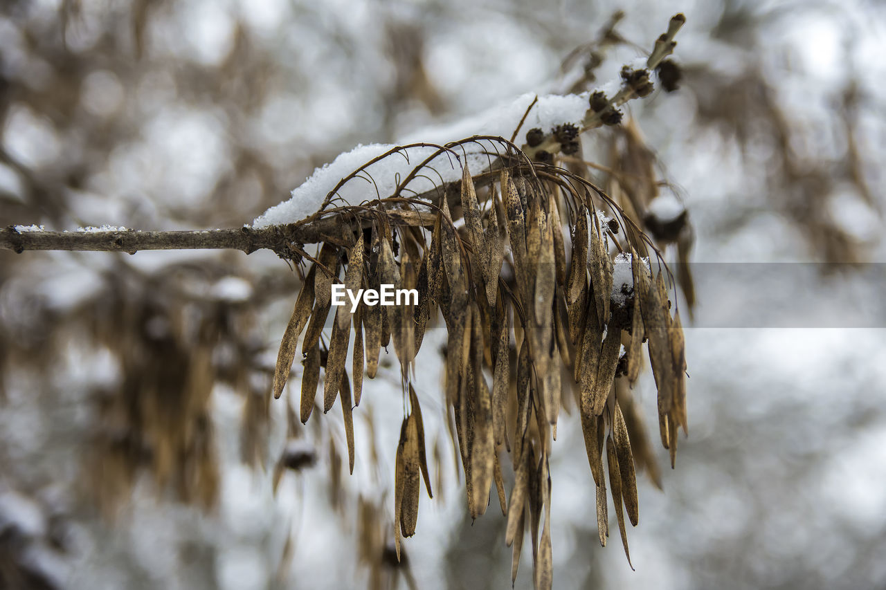 CLOSE-UP OF DRY LEAF