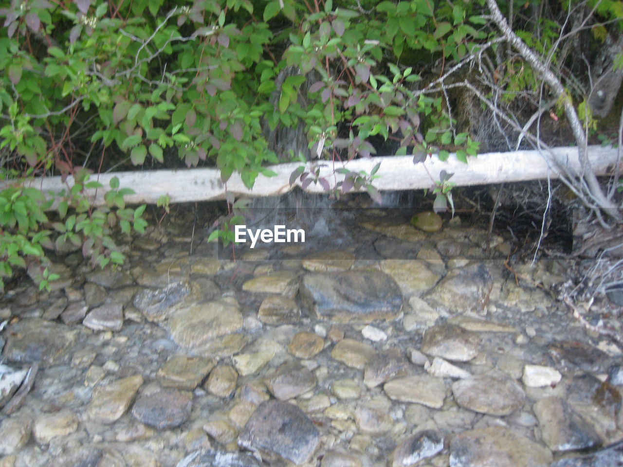 CLOSE-UP OF SNAKE ON WATER