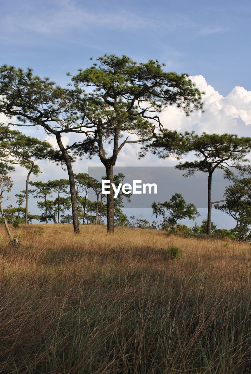 Trees growing on grassy field against sky