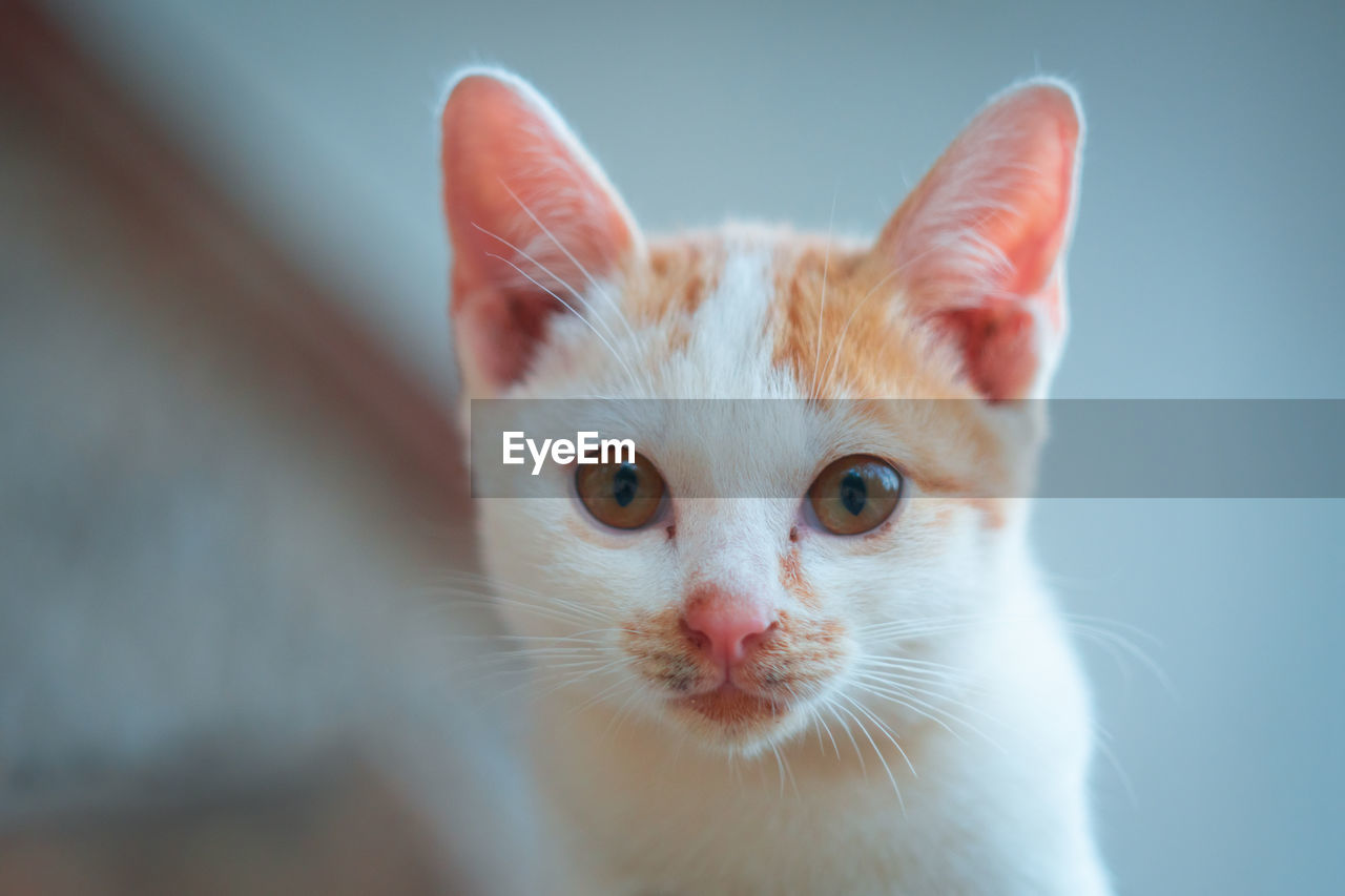 Close-up portrait of a cat