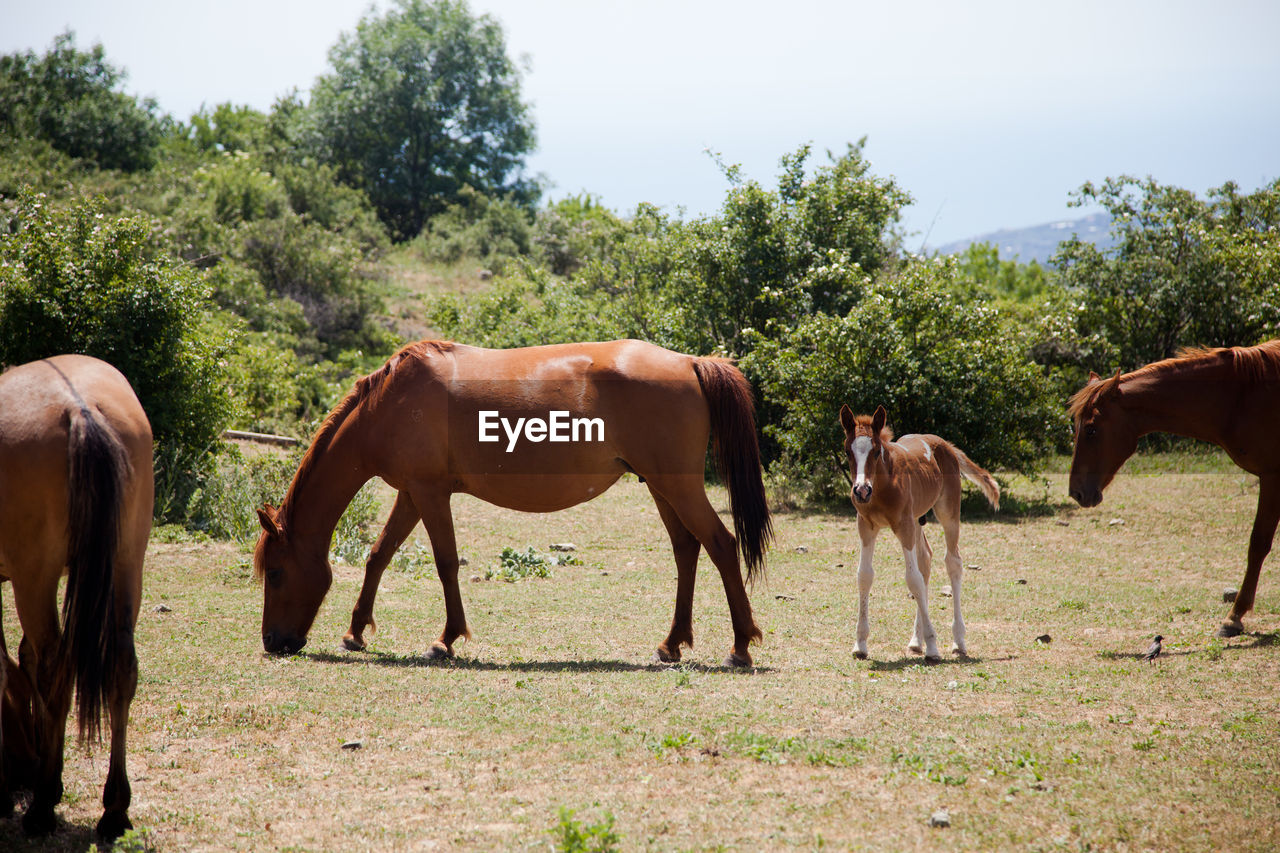 Large and small horses grazing in field in mountains in crimea