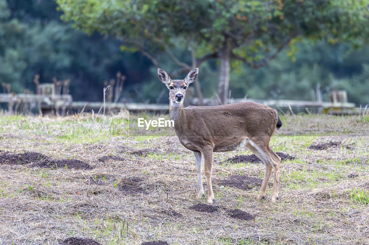 animal, animal themes, animal wildlife, wildlife, mammal, deer, one animal, nature, standing, plant, no people, full length, portrait, grass, tree, looking at camera, land, outdoors, domestic animals, young animal, day, field, environment, herbivorous, side view, focus on foreground, beauty in nature, brown, forest, travel destinations, safari, landscape