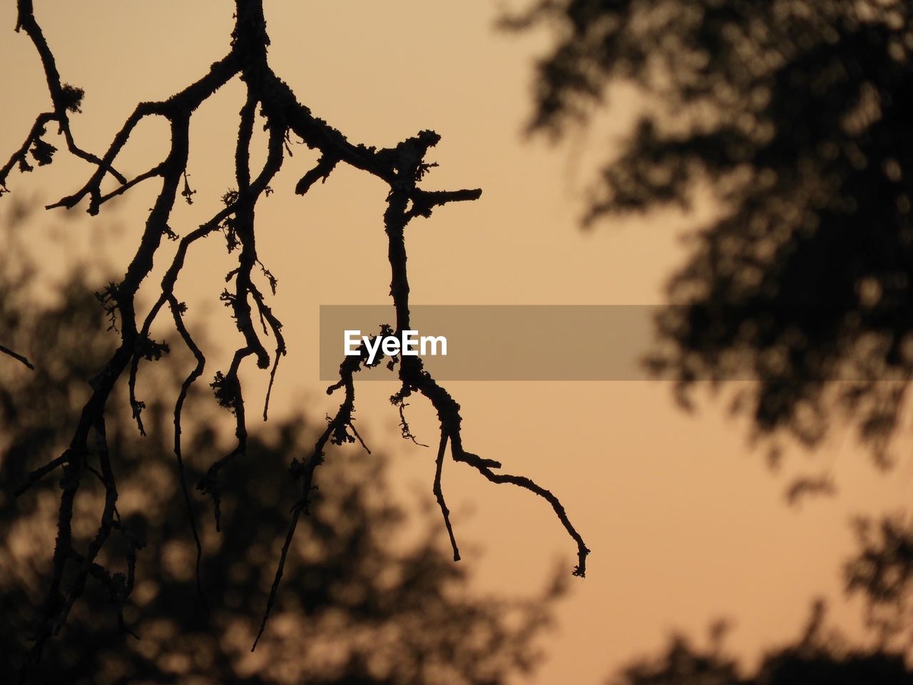 CLOSE-UP OF SILHOUETTE BRANCHES AGAINST SKY DURING SUNSET