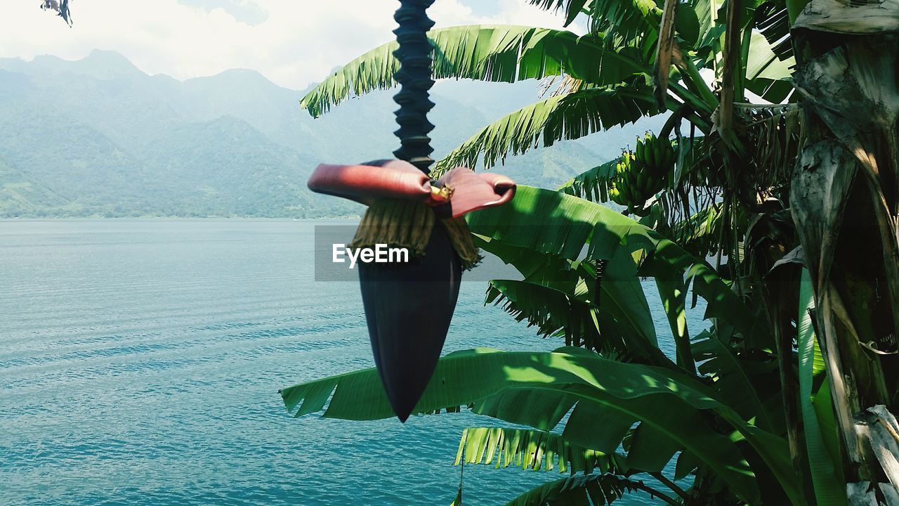 Banana tree growing by lake atitlan during foggy weather