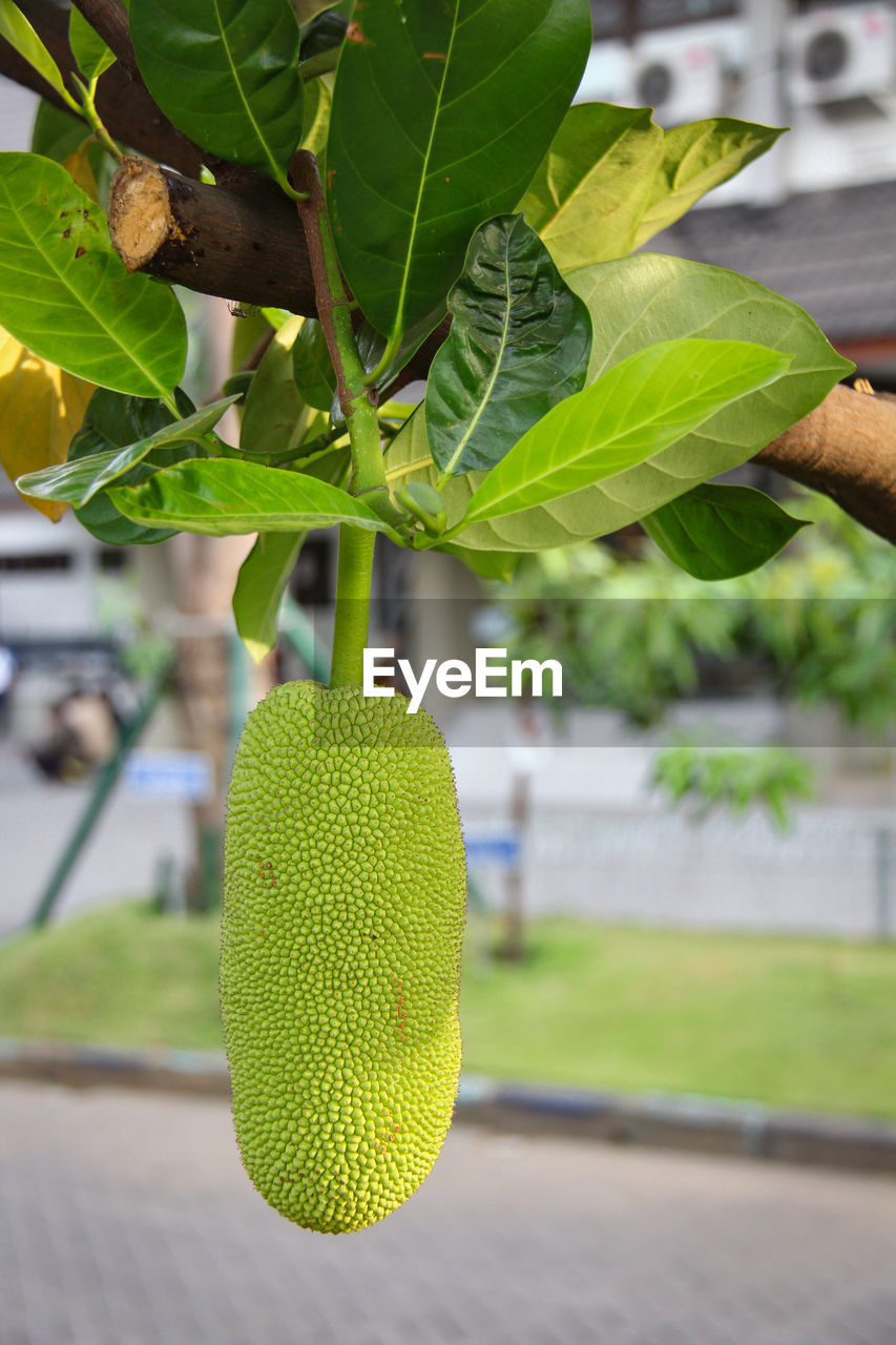 CLOSE-UP OF FRESH GREEN HANGING PLANT