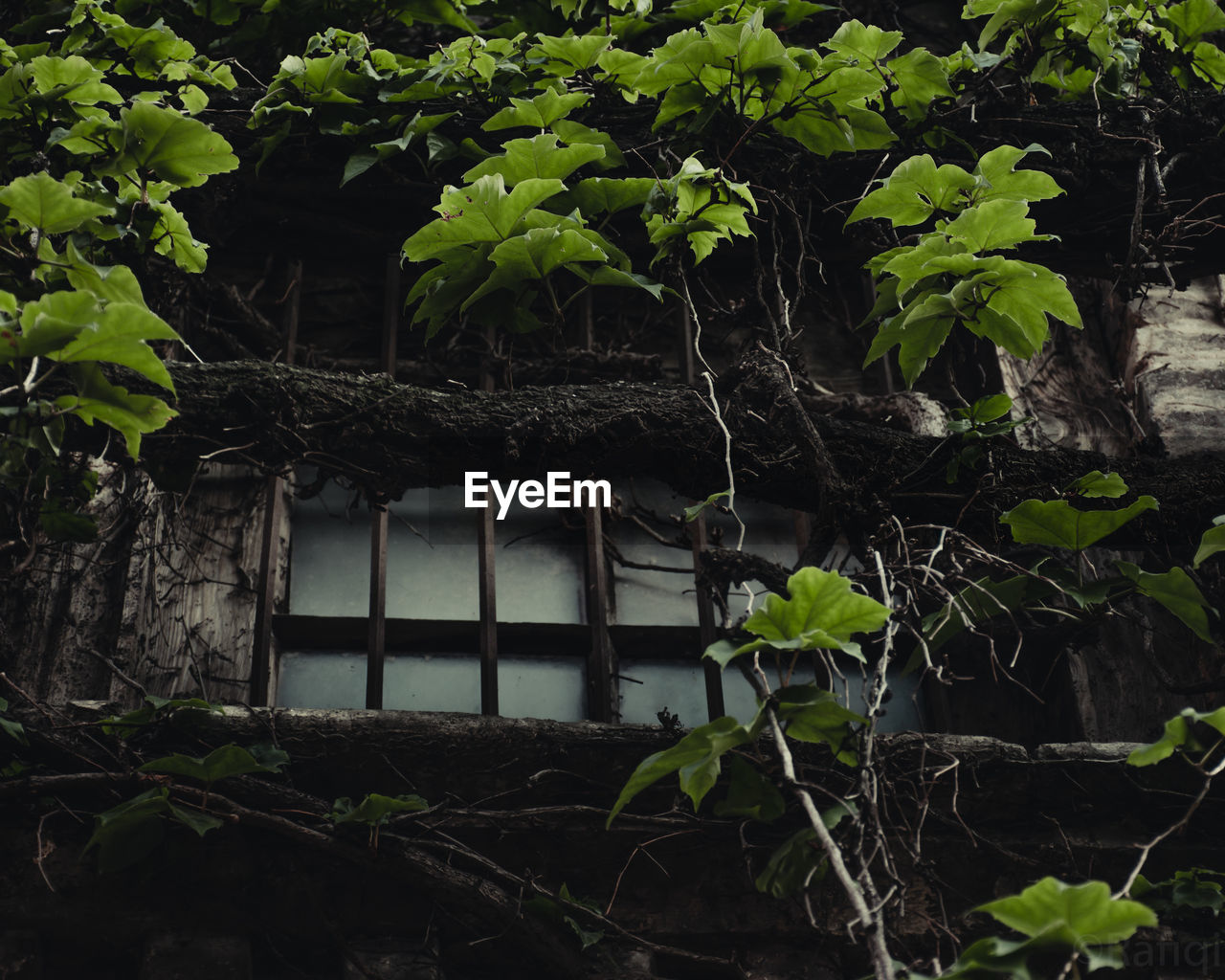 LOW ANGLE VIEW OF IVY GROWING ON TREE BY BUILDING