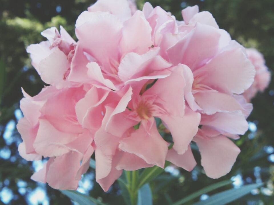 CLOSE-UP OF PINK ROSES