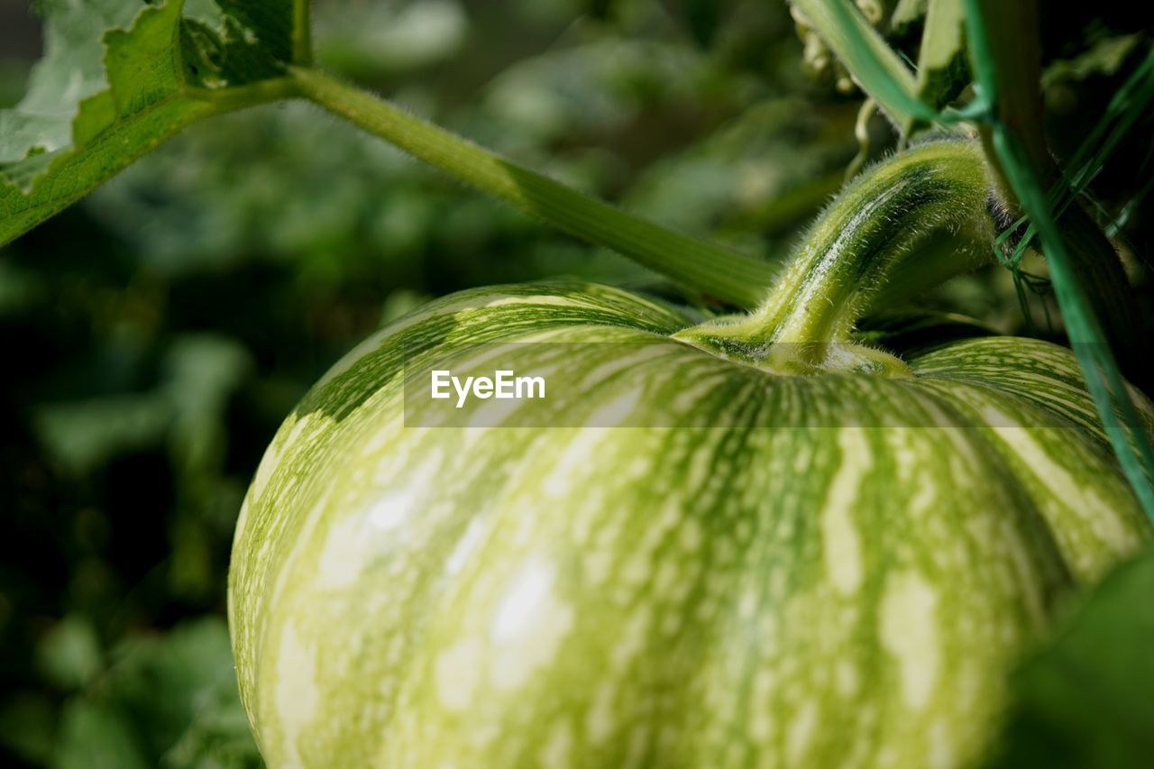 CLOSE-UP OF FRUIT